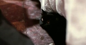 Глаз черного кота (1972)